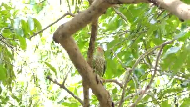 Χαλκουργός Barbet Πουλί Megalaima Haemacephala Στο Υποκατάστημα Στο Τροπικό Δάσος — Αρχείο Βίντεο