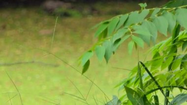 Şube genel park su birikintisi yakın tarih yaprak.