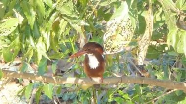 Beyaz boğazlı Kingfisher kuş (Halcyon smyrnensis) içinde sulak şubesine kırsal Tayland.