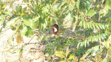 Beyaz boğazlı Kingfisher kuş (Halcyon smyrnensis) içinde sulak şubesine kırsal Tayland.