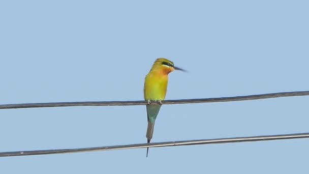 Blue Tailed Bee Eater Bird Merops Philippinus Power Cord Rural — Stock Video