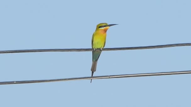 Pájaro Abejero Cola Azul Merops Philippinus Cable Alimentación Zonas Rurales — Vídeos de Stock