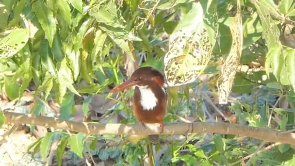 Beyaz Boğazlı Kingfisher Kuş Halcyon Smyrnensis Içinde Sulak Şubesine Kırsal — Stok video