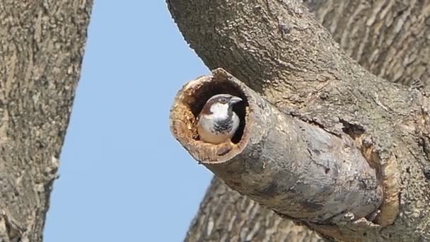 鸟在热带雨林中为新巢钻木头空心 — 图库视频影像
