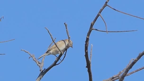 Oiseau Sur Branche Dans Nature Forêt Tropicale Humide — Video