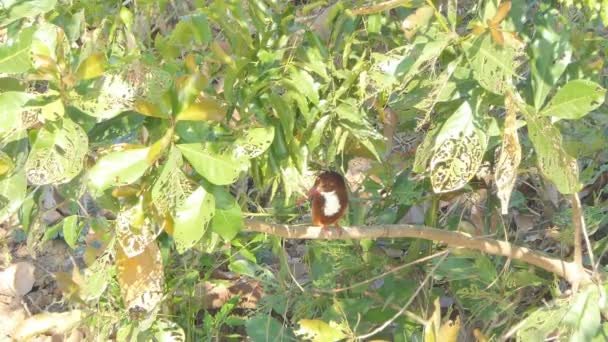 Λευκόλαιμο Πουλί Kingfisher Smyrnensis Αλκυονίδες Στο Υποκατάστημα Στο Υγρότοπο Αγροτική — Αρχείο Βίντεο