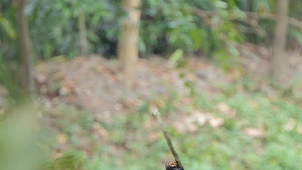 Eisvogel Halcyon Pileata Fängt Insekten Tropischen Regenwald — Stockvideo