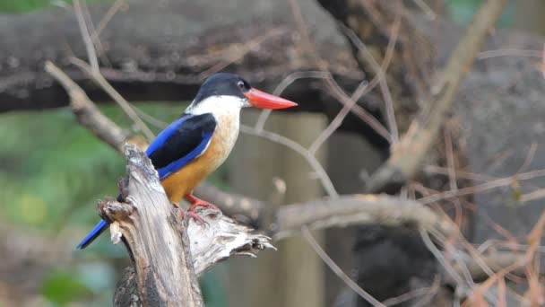 Black Capped Kingfisher Halcyon Pileata Branch Nature Tropical Rain Forest — Stock Video