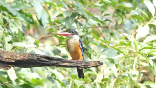 Black Capped Kingfisher Halcyon Pileata Branch Nature Tropical Rain Forest — Stock Video