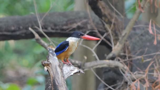 Pássaro Kingfisher Casquilho Preto Halcyon Pileata Captura Insetos Floresta Tropical — Vídeo de Stock