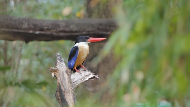 Black Kapuce Kingfisher Halcyon Kloboukatý Větvi Tropickém Deštném Pralese — Stock video