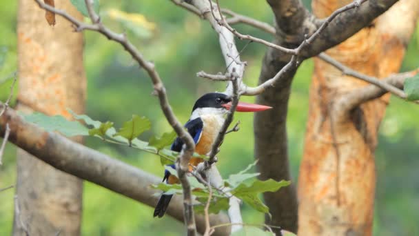 Siyah Şapkalı Kingfisher Halcyon Pileata Dalı Tropikal Yağmur Ormanlarında — Stok video