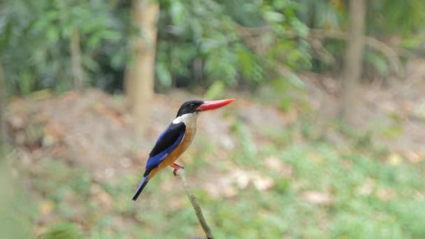 Černá Opatřil Ptáka Kingfisher Halcyon Kloboukatý Chytit Hmyz Tropickém Deštném — Stock video
