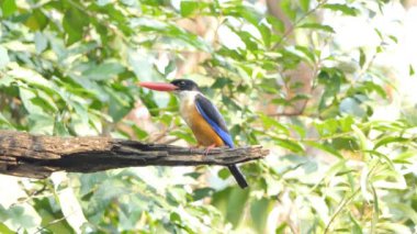 Siyah şapkalı Kingfisher (Halcyon pileata) dalı tropikal yağmur ormanlarında.