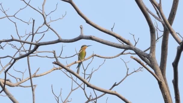 Oiseau Mangeur Abeilles Queue Bleue Merops Philippinus Sur Une Branche — Video