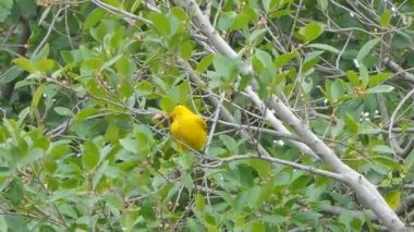 Siyah enseli sarıasma (Oriolus chinensis) ağaçta meyve yemeye başladım. 