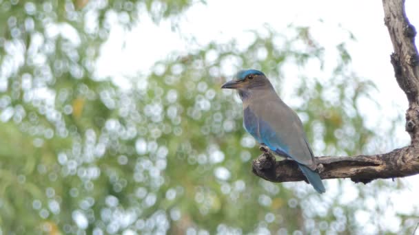 Indiska Rullen Fågel Coracias Benghalensis Gren Tropisk Regnskog — Stockvideo