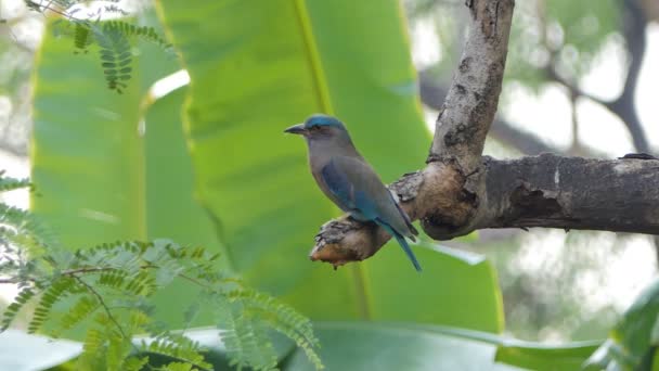 Pájaro Rodillo Indio Coracias Benghalensis Rama Selva Tropical — Vídeo de stock