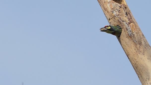 Barbudo Coppersmith Barbudo Pecho Carmesí Megalaima Haemacephala Estaba Volando Hacia — Vídeo de stock