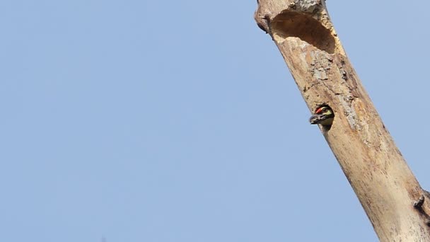 Kupferschmied Barbet Hochbrust Barbet Megalaima Haemacephala Flog Aus Dem Nest — Stockvideo