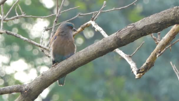 Ptak Indyjski Rolki Coracias Bengalski Oddział Tropikalnym Lesie Deszczowym — Wideo stockowe