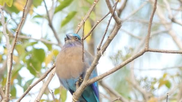 Pájaro Rodillo Indio Coracias Benghalensis Rama Selva Tropical — Vídeos de Stock