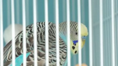 Zebra muhabbet kuşu (Melopsittacus undulatus) evde beslenen hayvan pazarında kafeste güzel renkler ile.