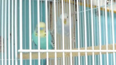 Zebra muhabbet kuşu (Melopsittacus undulatus) evde beslenen hayvan pazarında kafeste güzel renkler ile.