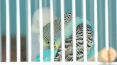 Zebra muhabbet kuşu (Melopsittacus undulatus) evde beslenen hayvan pazarında kafeste güzel renkler ile.