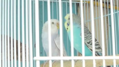 Zebra muhabbet kuşu (Melopsittacus undulatus) evde beslenen hayvan pazarında kafeste güzel renkler ile.