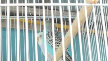 Zebra muhabbet kuşu (Melopsittacus undulatus) evde beslenen hayvan pazarında kafeste güzel renkler ile.