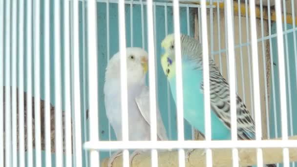 ペット市場でケージの美しい色を持つゼブラ インコ鳥ジアルディア — ストック動画