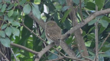 Yakalı owlet, yakalı tropikal yağmur ormanlarında ağaçta cüce baykuş kuşu (Glaucidium brodiei).