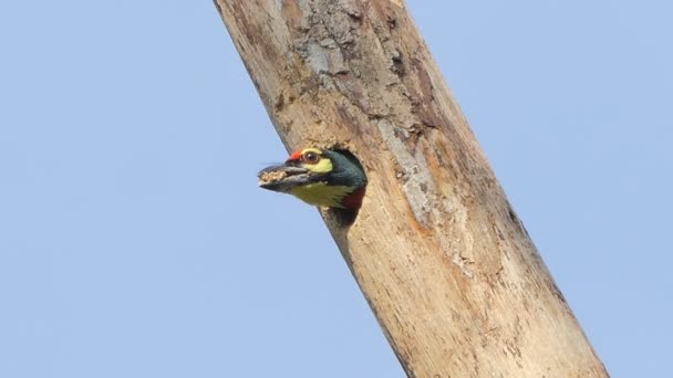 Coppersmith Barbet Crimson 胸罩鸟 Megalaima Haemacephala 正在树上筑巢 — 图库视频影像