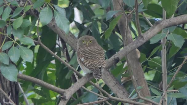 Collared Μικρή Γλαύξ Collared Πυγμαίος Κουκουβάγια Πουλί Glaucidium Brodiei Δέντρο — Αρχείο Βίντεο