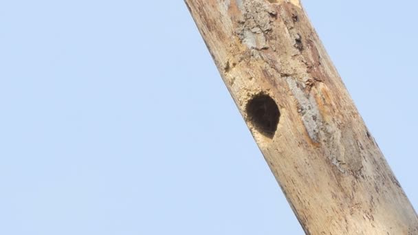 Kupferschmied Barbet Rotbrüstiger Barbetvogel Megalaima Haemacephala Baute Ein Nest Auf — Stockvideo