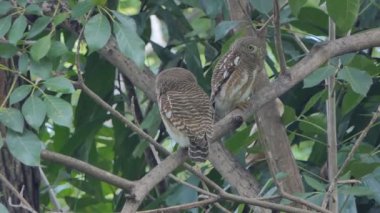 Yakalı owlet, yakalı tropikal yağmur ormanlarında ağaçta cüce baykuş kuşu (Glaucidium brodiei).