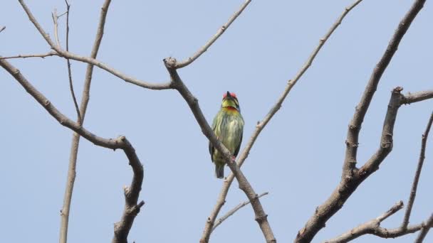 Coppersmith Kaniş Tropikal Yağmur Ormanlarında Ağaçta Kızıl Göğüslü Kaniş Kuşu — Stok video
