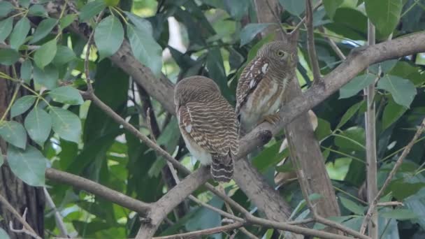 Yakalı Owlet Yakalı Tropikal Yağmur Ormanlarında Ağaçta Cüce Baykuş Kuşu — Stok video