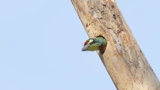 Koperslager Barbet Vogel Van Crimson Breasted Baardvogel Megalaima Haemacephala Het — Stockvideo