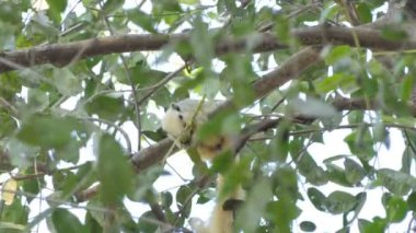 Tropikal yağmur ormanları, ağaç üzerinde tohum yiyen sincap (Callosciurus erythraeus).
