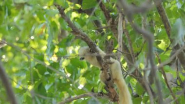Tropikal yağmur ormanları, ağaç üzerinde tohum yiyen sincap (Callosciurus erythraeus).