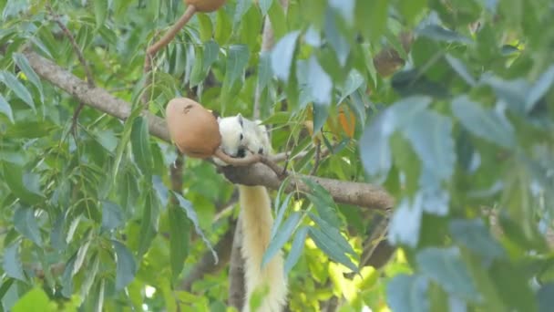 Squirrel Callosciurus Erythraeus Eating Seed Tree Tropical Rain Forest — Stock Video