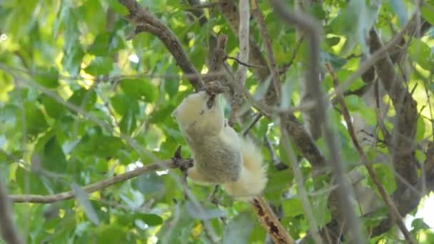 在热带雨林里的树上吃种子的松鼠 赤腹松鼠 — 图库视频影像