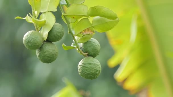 Kaffir Lime Bergamot Citrus Hystrix Fruits Tree Herb Southeast Asia — Stock Video