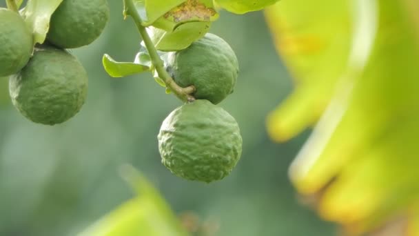 Foglie Lime Kaffir Bergamotto Citrus Hystrix Frutti Sull Albero Erba — Video Stock