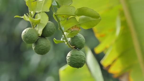 Foglie Lime Kaffir Bergamotto Citrus Hystrix Frutti Sull Albero Erba — Video Stock