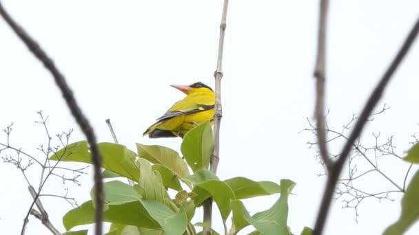 Μαύρο Naped Φλώρος Oriolus Chinensis Στο Υποκατάστημα Στο Τροπικό Δάσος — Αρχείο Βίντεο