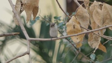 Tropikal yağmur ormanlarında dalı üzerinde Asya kahverengi sinekkapan (Muscicapa latirostris).