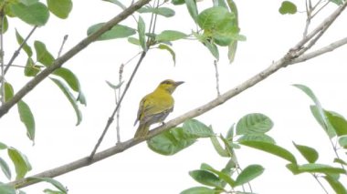 Tropikal yağmur ormanlarında dalı üzerinde siyah enseli sarıasma (Oriolus chinensis).